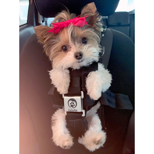 The Rocketeer Pack - Multifunctional Harness