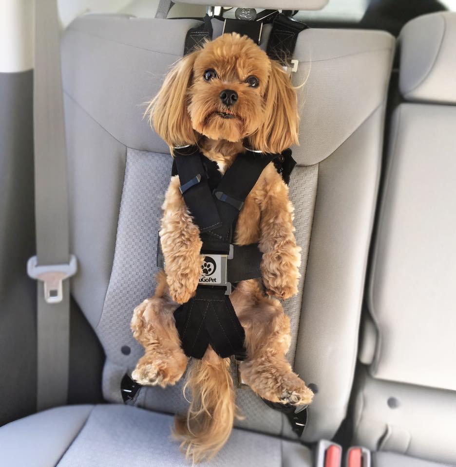 The Rocketeer Pack Multifunctional Harness zugopet - Main Image