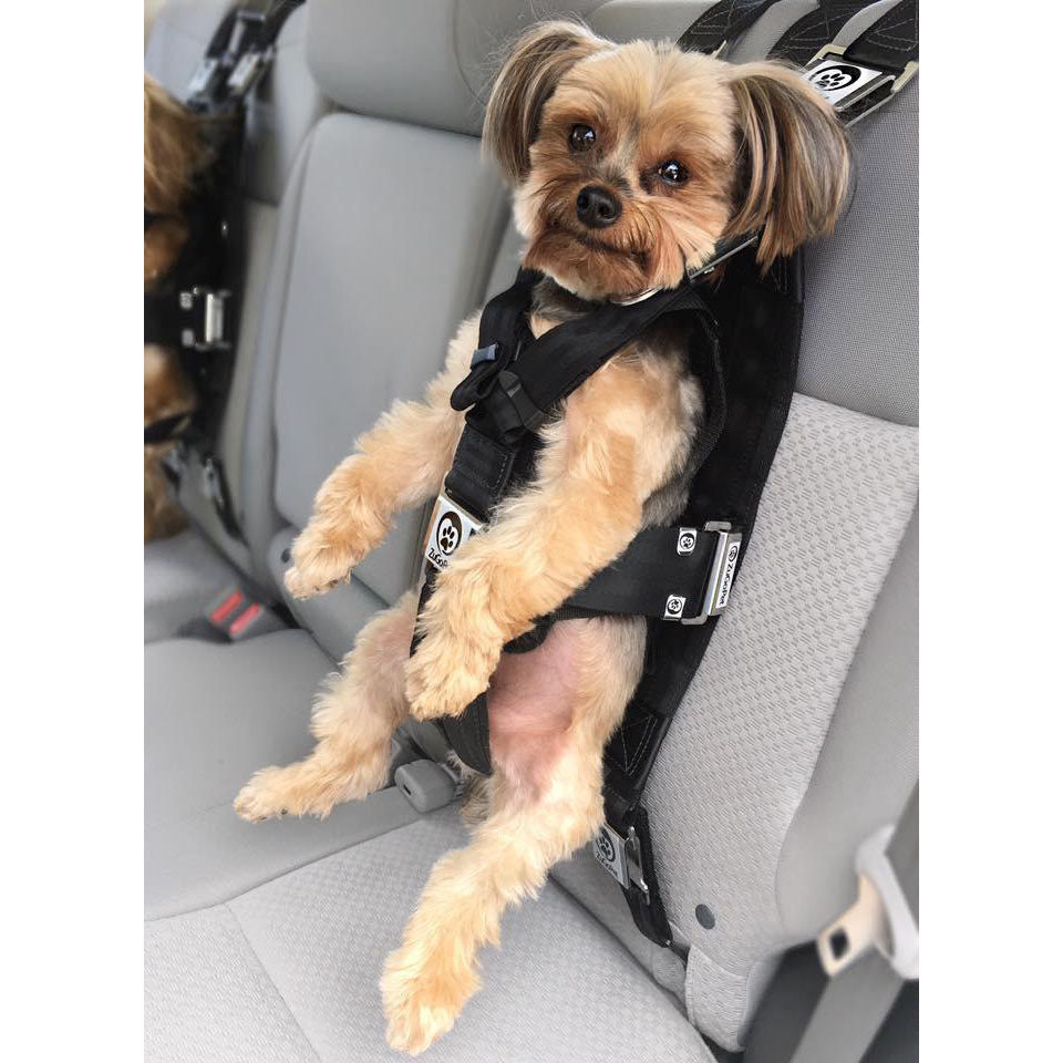 Can I Use My Dog's Harness With a Seatbelt? Safety First!
