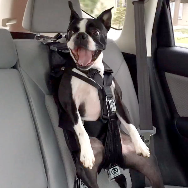 Dog car seat shark tank best sale