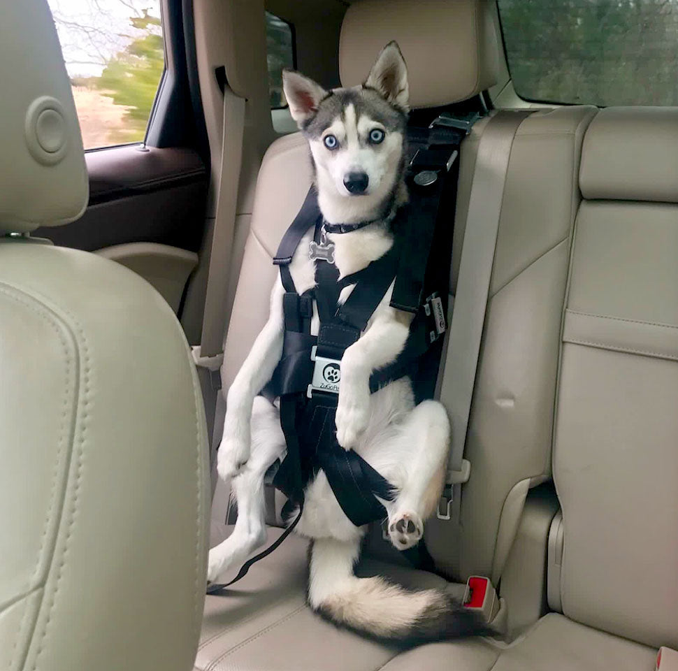 Can You Use a Regular Dog Harness in the Car? Safety Tips